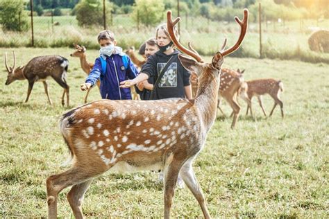 How Much Does It Cost to Start a Deer Farming Business? - ProfitableVenture