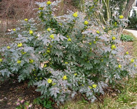 Mahonia aquifolium | GardensOnline