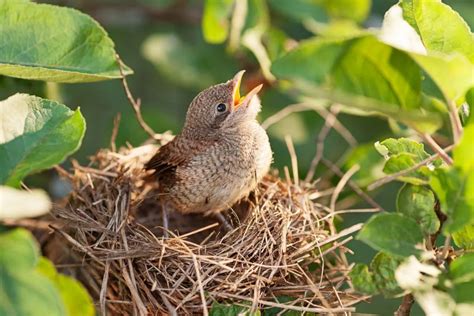 Can You Move A Birds Nest Safely Expert Tips Revealed Spark Lark