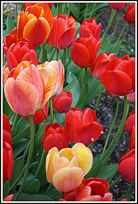 Red Tulip Fantasy Photograph By Dora Sofia Caputo Pixels