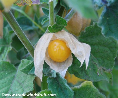 Cape Gooseberry Physalis Peruviana Seeds