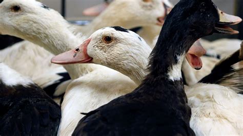 Bird Flu Uk Experiencing Its Largest Ever Outbreak Of Bird Flu As