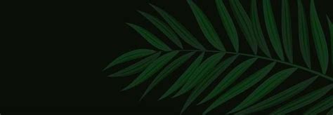 Palm Leaf Border Vector Art, Icons, and Graphics for Free Download