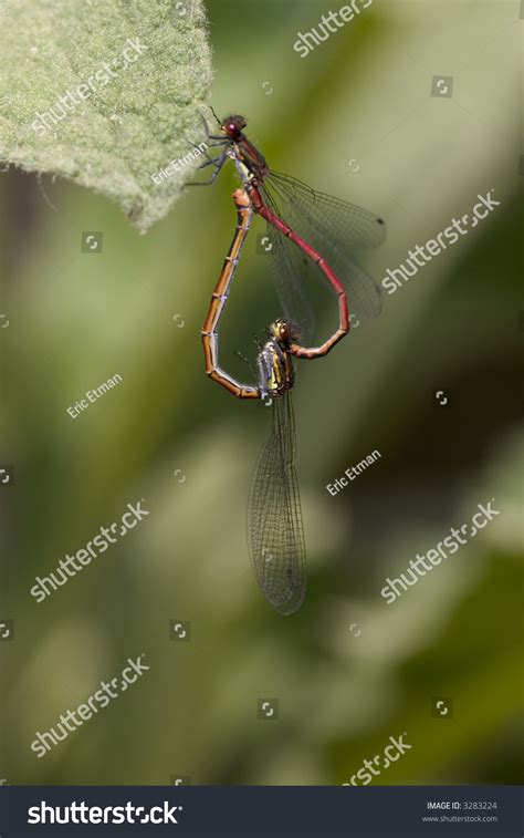 Large Red Damselflies Pyrrhosoma Nymphula Stock Photo 3283224