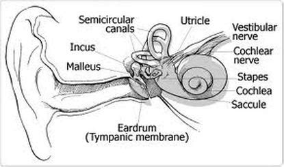 Cochlear nerve - Definition, Function and Pictures - Bodterms