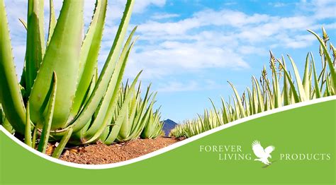 Forever Living Products Pulpes Aloe Vera And Soins De Beauté