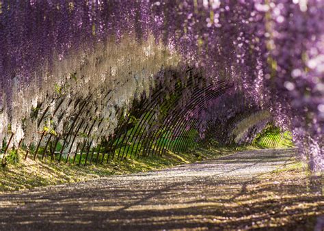 Walk through a beautiful wisteria tunnel at Kawachi Wishteria Garden