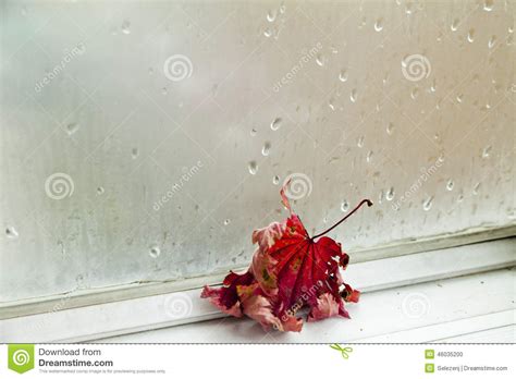 Leaves At A Window Stock Photo Image Of Nature Bright 46035200