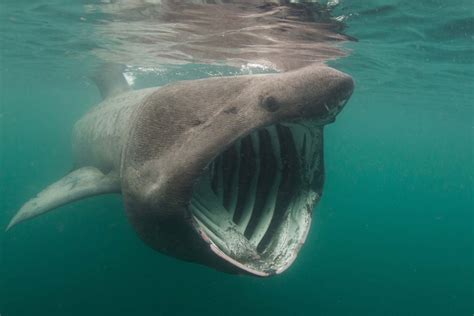 New large shark species heading for the UK? That's no cause for panic