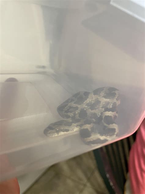 Central Kansas, Rat Snake or Western Massasauga : r/whatsthissnake