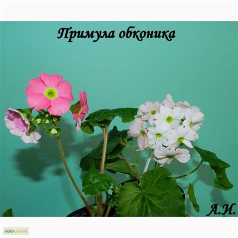 Примула Обконика комнатная.Продаю, Киев — Agro-Ukraine