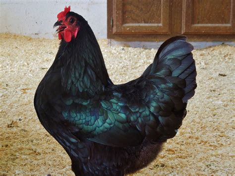 Differance In An Australorp And Black Orpington Backyard Chickens