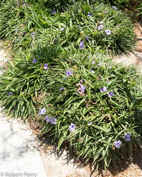 Mexican petunia - Waterwise Garden Planner