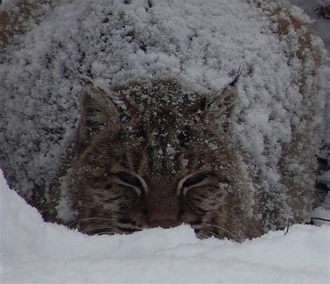 Snow Covered Wildcat | Wildlife| Free Nature Pictures by ForestWander ...