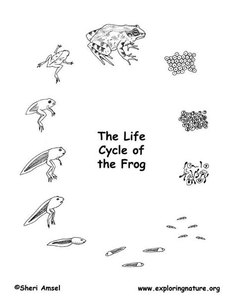 Bullfrog Life Cycle