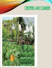 Creepers And Climbers Pdf CREEPERS AND CLIMBERS CLIMBER