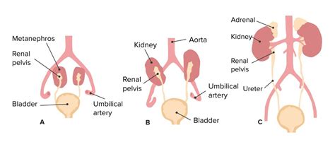 Development Of The Urogenital System Concise Medical Knowledge