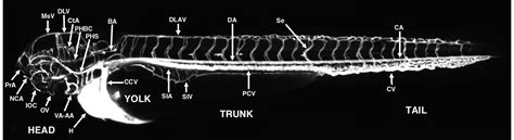 An Interactive Atlas Of Zebrafish Vascular Anatomy