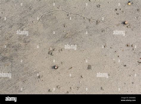 Two top shell snails on a wet sandy beach Stock Photo - Alamy