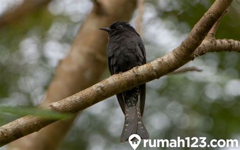 Mitos Fakta Burung Kedasih Si Penanda Kematian Apakah Benar