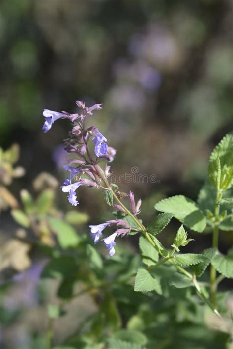 Catnip Stock Image Image Of Blue Flower Nature Leaf 209885465