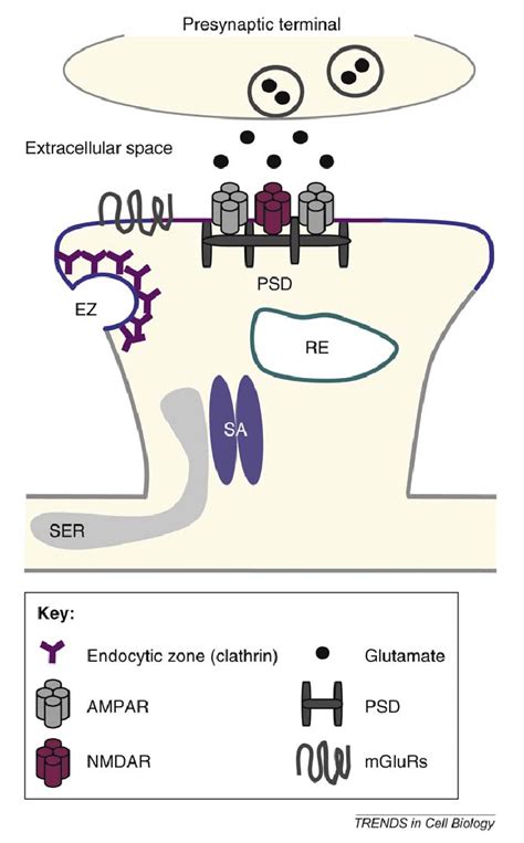 Spine Microdomains Schematic Showing Dendritic Spine Organization And