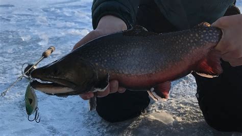 Sight Fishing Big Brook Trout First Ice Maine Youtube