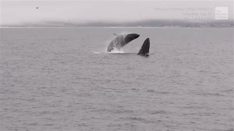 Watch Trio of Whales Do Rare Triple Breach - Videos from The Weather ...