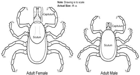 Figure From Ticks And Tick Borne Haemoparasites From Domestic