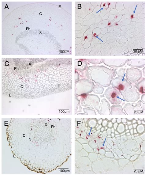 Citrus Exocortis Viroid Labeled In Citrus Tissues Using RNAscope Fast