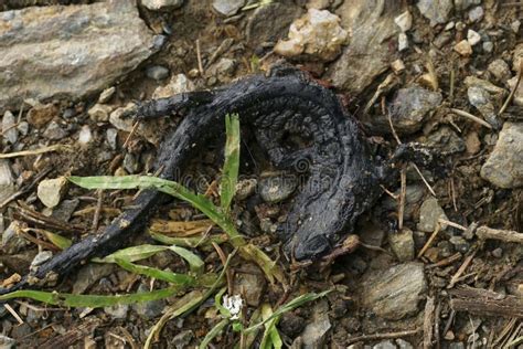 Closeup On A Roadkill Black Alpine Salamander Salamandra Atra In The