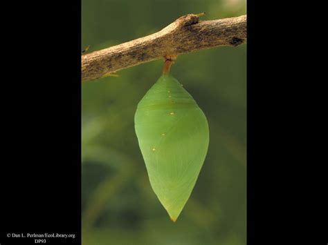 Ecolibrary Display Butterfly Pupa