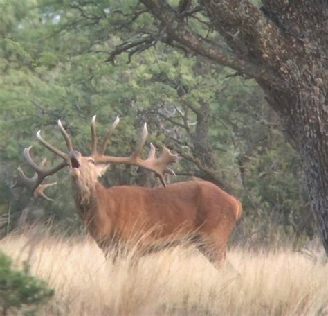 Red Stag Roar | Photo Gallery | El Carrizal Hunting Lodge