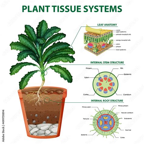 Diagram showing plant tissue systems Stock Vector | Adobe Stock