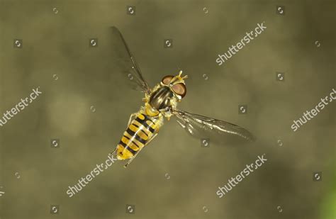 Marmalade Hoverfly Episyrphus Balteatus Female Flight Editorial Stock