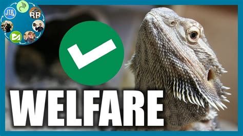 Progressing Your Reptile Care Assessing Your Reptiles Welfare