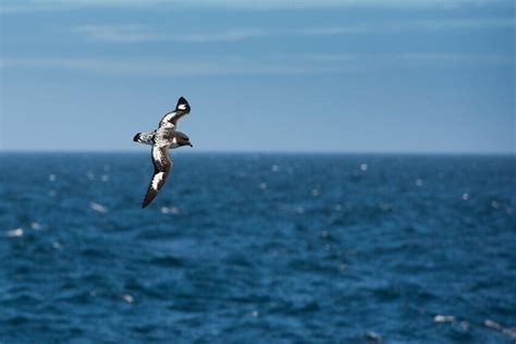 Flights to Antarctica: How to fly to Antarctic Peninsula? | Poseidon ...