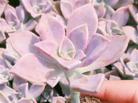 How To Grow Graptopetalum Paraguayense Ghost Plant Guridio