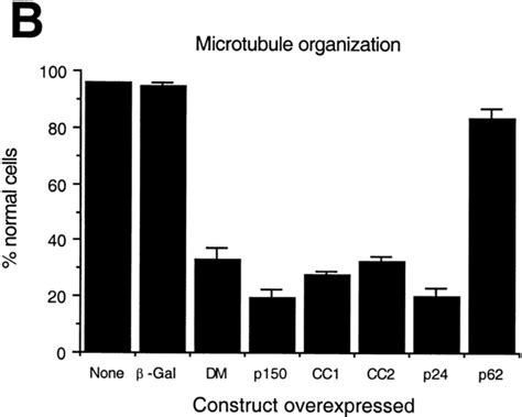 Effects Of Dynactin Subunit Overexpression On Microtubule Organization