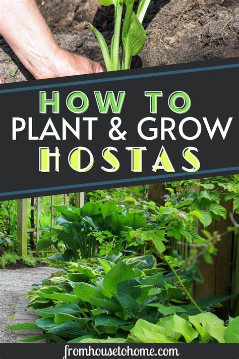 Hosta Care The Ultimate Guide To Planting And Growing Plaintain Lilies