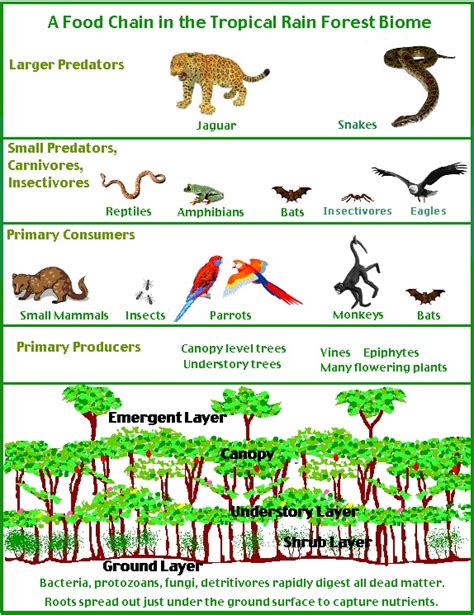 Tropical Rainforest Food Chain Pictures Examples