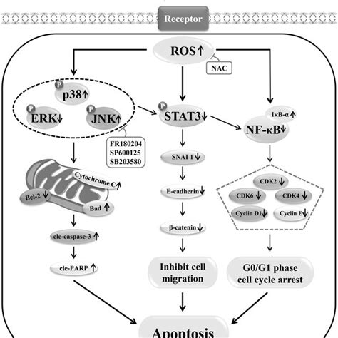 Schematic Illustration Of The Underlying Mechanism Of Calycosin Effects