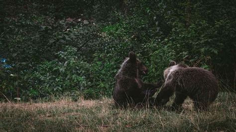 Come Stanno I Cuccioli Di Orsa Amarena Ultimi Aggiornamenti