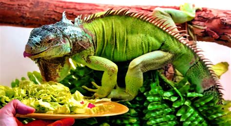 Green Iguana Care Sheet - Enclosure, Diet & Health Requirements