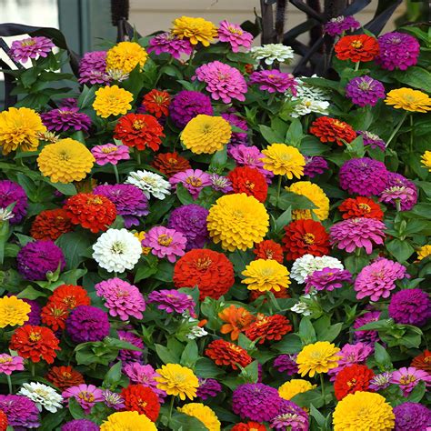 Potted Zinnia