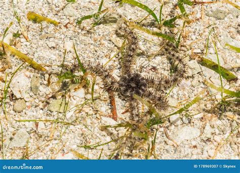 Ophiura Albida Is A Species Of Brittle Star In The Tanzania Stock Photo ...