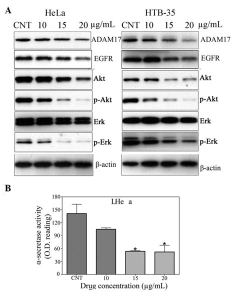 A Western Blot Analysis Of The Expression Of Adam Egfr Erk P Erk