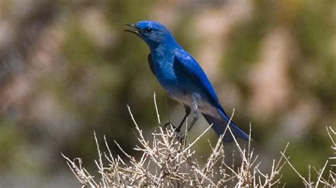 Bird Watching Tips for Beginners- African Birding Trips