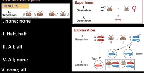 Sex Chromosomes And Genetic Mapping Flashcards Quizlet