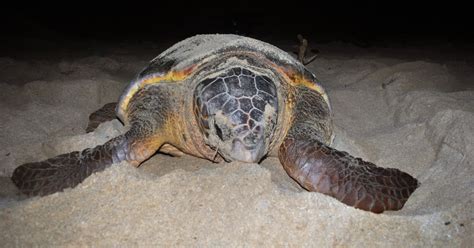 Boa Vista Turtle Watching Tour | musement